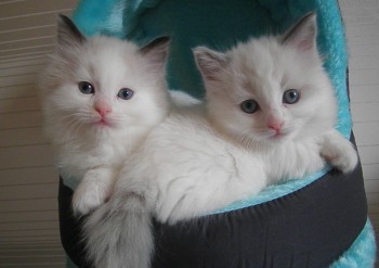 chatons blue et seal bicolour - 6 semaines - Chatterie Ragdolls du Val de Beauvoir